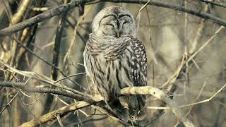 Barred Owl taking an afternoon snooze [upl. by Larkins]