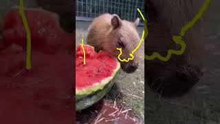 Baby capybara eating watermelon 🍉 [upl. by Neila]