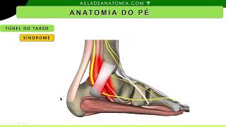 TÃšNEL DO TARSO anatomy anatomiapratica anatomia medico traumatologia anatomia medicina [upl. by Notserk429]