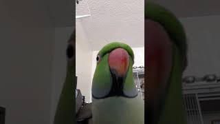 Indian Ringneck Parrot talking [upl. by Reggi]