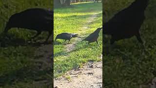 Nervous Mr Whitefoot jr with his girlfriend ❤️ crowsounds crow lightlanguage [upl. by Nylrehs]