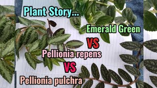 Growing 3 Different Types  Polynesian Ivy Plant Care Tips Procris  Pellonia repens amp pulchra [upl. by Nalid]