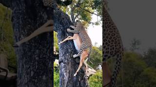 ¡Leopardo vs búfalos leopardo vs bufalos animalessalvajes [upl. by Ardien296]