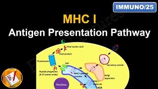 Antigen Processing and Presentation PART I MHC I Antigen Presentation pathway FLImmuno25 [upl. by Nomyar]