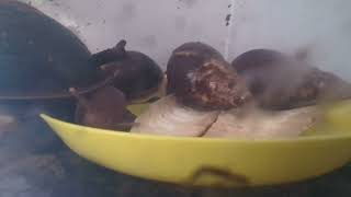 Our GIANT African Land Snails Eating Cucumber Time lapse [upl. by Sisi]