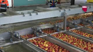 Burg Machinery  Wet presorting apples amp pears [upl. by Rodmann]