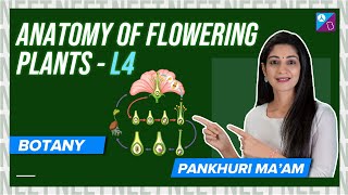 Anatomy of Dicot and Monocot Root  Anatomy of Flowering Plants Class 11 Biology Concept  NEET 2024 [upl. by Gervais361]