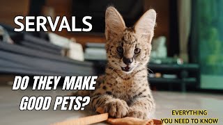 Serval Cats Do They make good pets 2022 [upl. by Lotsirhc]