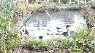 Flintshire Saturday DUCKS [upl. by Marcia]