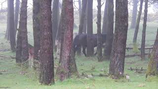 Comportamiento de rechazo en un grupo de caballos en el Monte do Seixo [upl. by Lenette861]