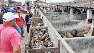 SUÍNOS DE R 8000 SÓ EM CAPOEIRAS PE ALÉM DE CAPRINOS E OVINOS 03112023 nordeste [upl. by Giarla39]