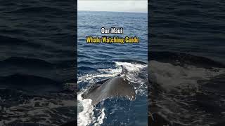 Maui WhaleWatching Guide Where to Watch from Shore and Tours hawaiitravelguide whales maui [upl. by Ordep]