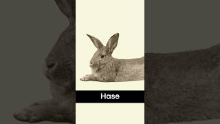 How to say rabbit or hare in german  Hase deutschlernen [upl. by Sager]