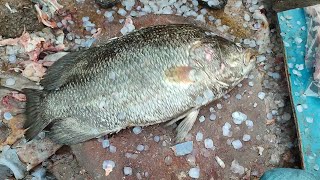 triple tale dai fish cutting video fish market karachi fisheries [upl. by Anirb669]