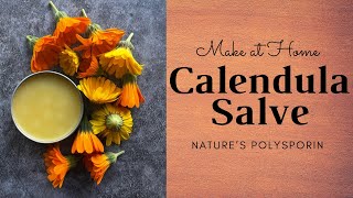 DIY Calendula Salve  Natures Polysporin  Homestead Recipes [upl. by Noskcire]