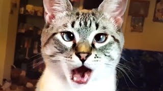 THE BEST CUTE AND FUNNY CAT VIDEOS OF 2023 🐱 [upl. by Phillida980]