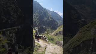 travel pahad pahadi uttarakhand hills mountains nature shortvideo beautiful [upl. by Nylarad]