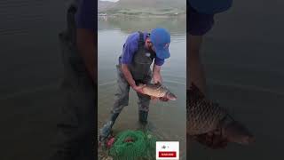 رها سازی ماهی کپور طلایی سایز،Unspoiled nature beautiful sunnyskyfishing fish shortsvideo short [upl. by Letnuhs]