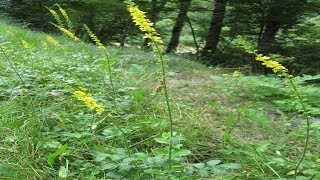 Agrimonia Propiedades Y Usos Medicinales Agrimonia eupatoria [upl. by Odnam]