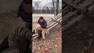 😸😺😹Spanked😅🤣 zoo animals tigerlion tiger [upl. by Fax]