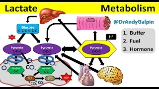 What Lactate is amp What it ACTUALLY does 5 Min Phys [upl. by Neenahs]