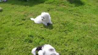 Shih Tzu X Bichon Frise Pups [upl. by Ybocaj]