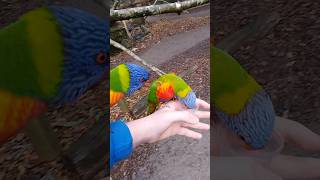 Lorikeet Feeding [upl. by Adikam458]