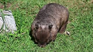 Discovering the World of Wombats Australias Remarkable Marsupials [upl. by Seymour]