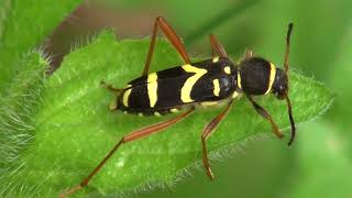 Navadni osati kozliček  Clytus arietis Linnaeus 1758 [upl. by Benny478]