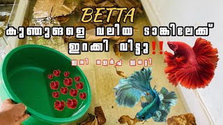 😱ഇനി കുഞുങളുടെ വളർച്ച ഇരട്ടി💯BETTA FISH GROW OUT farming bettafish bettafarm [upl. by Atiuqa]