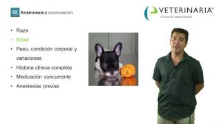 Planificacion de un procedimiento anestésico  Demo curso anestesia veterinaria [upl. by Nnyled]