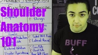 Shoulder Anatomy 101 Exercises and Functions of Your Shoulders Traps Deltoids Rotator Cuff [upl. by Joost]