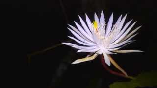 Kadupul Epiphyllum Flower Blooming Timelapse [upl. by Ethbinium503]