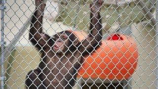 Chimpanzee Lawsuit Seeks Freedom Personhood For Apes [upl. by Akenna453]