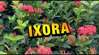 COMO CUIDAR da IXORA  VAI ficar LINDA no seu JARDIM [upl. by Pinette]