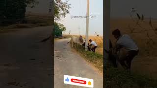 बैल ने सिग लगा दिया । motivation calf farming cowlover bull viralvideo shorts short youtude [upl. by Erodeht]