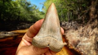 Swamp Exploration for Fossil Shark Teeth in Florida  Hunting for Megalodon Teeth [upl. by Takeshi695]