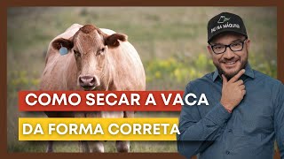 O maior ERRO ao secar uma vaca leiteira [upl. by Lubbock]