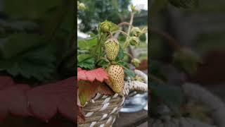 🍓Exploring the Life Cycle of Strawberries plant in farms strawberry gardening youtubeshorts yt [upl. by Neb]