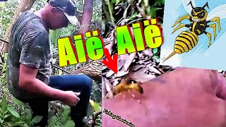 Des Piqûres de Guêpes Compil Vidéo 974 Pour une Friture de Larve Notre Tradition🐝🐝 [upl. by Gustin]