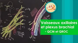 Anatomie des vaisseaux axillaires et du plexus brachial QCM et QROC [upl. by Yremrej]