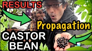 CASTER BEAN How to propagation start to finish from seed pods with RESULTS we harvest casterbean [upl. by Tacklind]