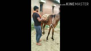 Milk teeth Colt Nakand Indian Horses Training [upl. by Enitnemelc653]