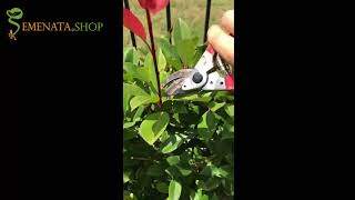 How to prune photinia x fraseri red robin hedge  smart cuttings and pruning [upl. by Anelec]