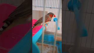 Thumbi penne🥰 shorts subscribe bird like kuttypattalamsvlogs [upl. by Rolfston324]