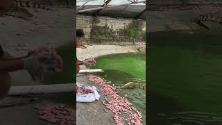 Daily life of crocodile farming feeding crocodiles thank you for your suppor crocodiles [upl. by Particia]