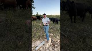 First Generation Cattle Ranch cow homestead farmlife [upl. by Ecirted686]