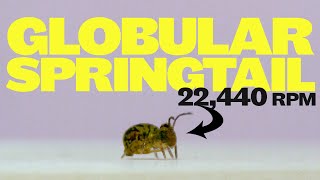 Globular springtails jump and spin faster than any animal on earth [upl. by Schuh104]