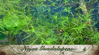 🌱 Fichas de Plantas NAJAS GUADALUPENSIS [upl. by Ulu]