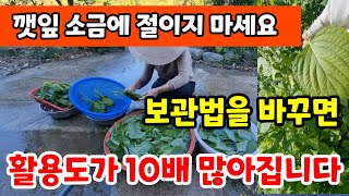 가을 깻잎 1년내내 싱싱하게 먹을수있는 레시피 성인병까지 잡아주는 깻잎요리깻잎김치 깻잎장아찌 들깨수확시기 깻잎효능 힐링 건강 farming [upl. by Olivette721]